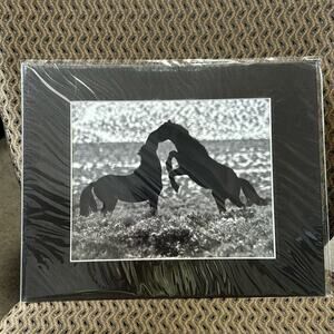 Fresh Snow Frolie wild horse photo Fernley NV 2012 8x12 western southwestern